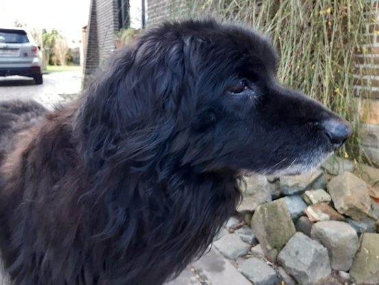 Aiko zijn laatste foto... (31/01/2025).