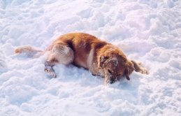Axel en sneeuw...dikke vrienden!