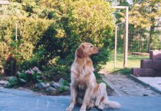 Axel met filmster allures.