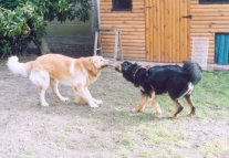 Wie trekt er hier aan 't kortste eind??