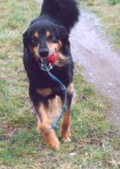 Kom baas, SPELEN met die bal!