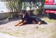 Jadzea waakt aandachtig