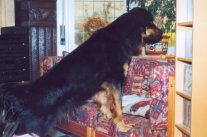 Ook binnen houdt Jadzea de wacht