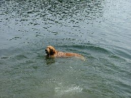 Wie zegt dat Hovawart's niet kunnen zwemmen?!