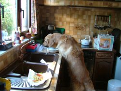 Baas! Ik zal wel afwassen!