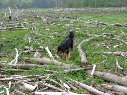 Hummm, welk stokje zal ik meenemen?!?