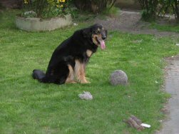 Kom je bal maar zelf halen!