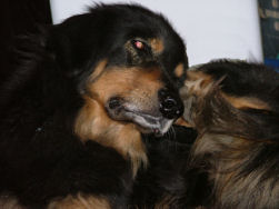 Als het kriebelt, moet je...