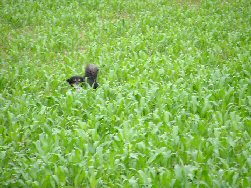 Baaaaas, waar ben je?!