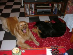 Kijk, Jadzea mag gerust op dat been knabbelen.