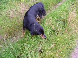 Snuffelen is haar leven!