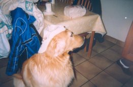 Ze moeten ook altijd mij hebben...