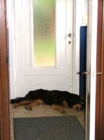 Is dit niet de perfecte tochthond?