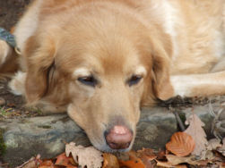 Axel schrijft een gedichtje over de herfst.