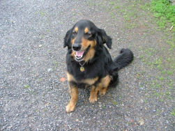 Jadzea wacht steeds op haar baasje...