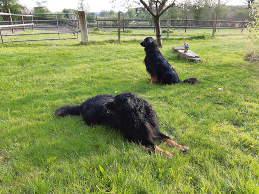 Aiko en Pepper waken ook in Recht!