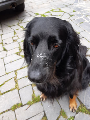 Ik heb niet aan de plattekaas gezeten!!