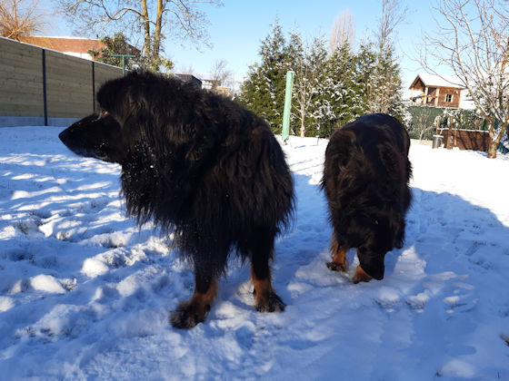Aiko en Pepper snappen al dat wit gedoe niet goed... (18/01/2024)