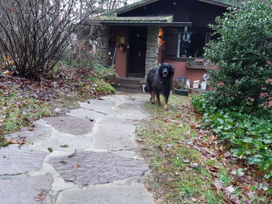 Pepper op verkenning in haar vakantieverblijf te Brecht. (12/12/2023).