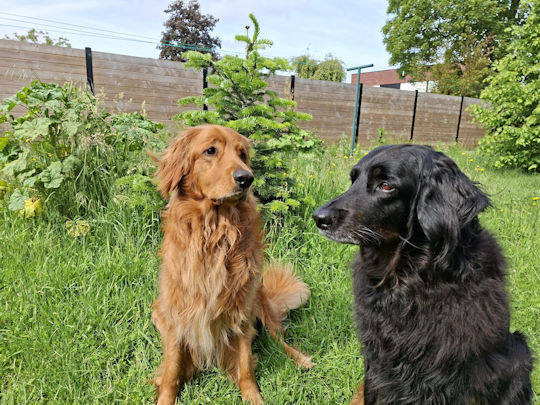 Timo en Pepper, de hele familie. ( 21-05-2026).
