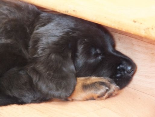 Pepper Vermoeiend da bezoek!, 4 weken oud.