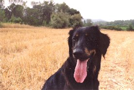 Tabriz ook wel "Tappie, T-doggiedog of Tappiedog"