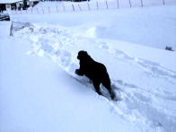 Kom baas! Volg mij maar, ik ken de weg al.