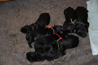 Zaterdag 25 september 2010 zijn de pups Nica en Cooper van de Boerenmate geboren.