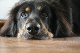 Phoebe, het fijne maatje van Esmee!