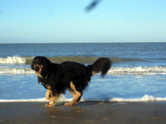 Arie viert Nieuwjaar 2011 aan zee. Leuuuk!