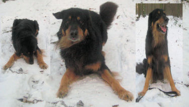 ARIE  DE  SNEEUWHOND, op een suffeldag.