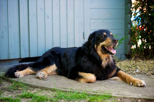 Arie blijft een flinke waakhond.