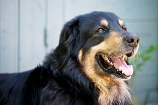 Arie stelt het opperbest!