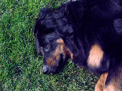 Wat een luilekkerleven Brit!