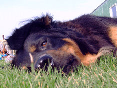 Brit vindt het heerlijk zo...