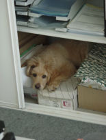 Chicco 12 weken oud.