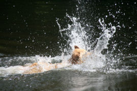 Ook Luxemburgs water vindt Cima heerlijk.