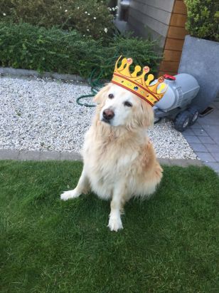 Voor haar 14 jaar ziet Cima er nog prima uit!!