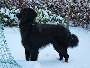 Fritz vindt sneeuw ook heel leuk!