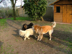 Zoek de vreemde hond in de bijt...