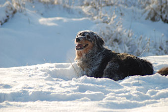 Janou van het Wolfjesbitter in wintervacht...