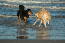 Wat doen Janou en Astrix aan zee? SPELEN!!