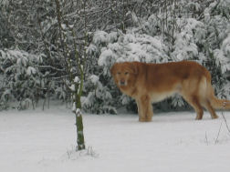 Kellar (of B'Esse vG) geniet van de sneeuw.