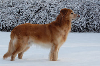 Kellar poseert in de sneeuw...