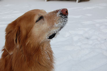 Kellar vindt dat het hier heerlijk ruikt!