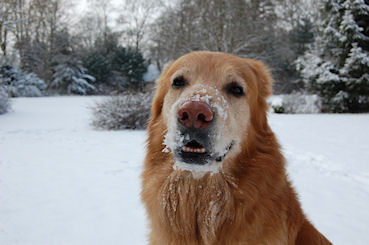 Kellar vindt deze sneeuw heel lekker!