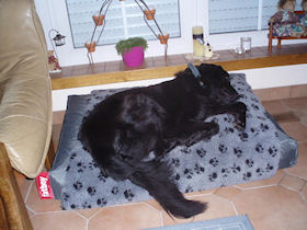 Kody voelt zich helemaal thuis!