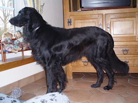 Adopteer KODY!!
