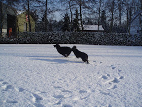 Dante en Kody... actieve Hovawartjes!