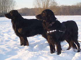 Dante en Kody zoeken een volgende opdracht...
